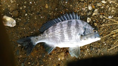 キス釣りでチヌ