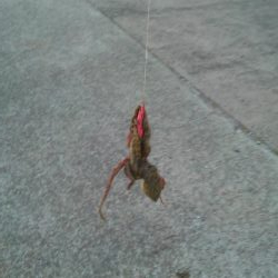 何とか釣れました