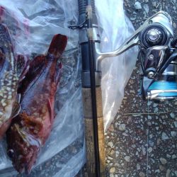 ボウズ逃れの根魚