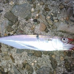 ライトショアジギング