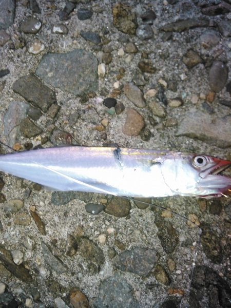 ライトショアジギング