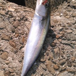 ライトショアジギング