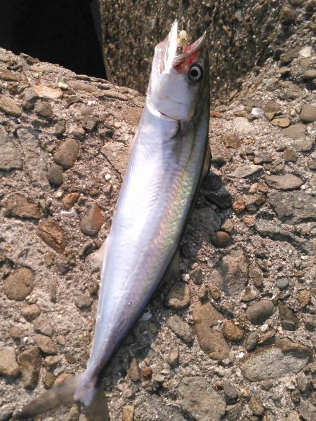 ライトショアジギング