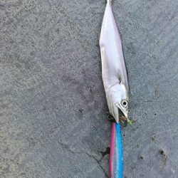 ライトショアジギング