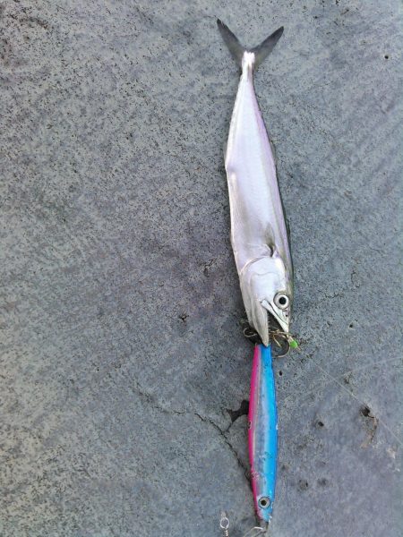 ライトショアジギング