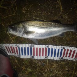 リバーシーバス