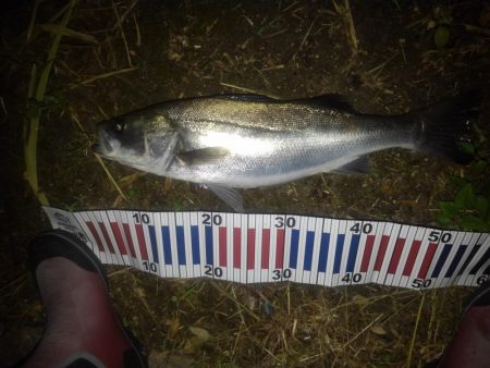 リバーシーバス