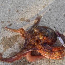 メタルで…タコ？！