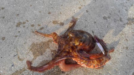 メタルで…タコ？！