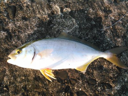 仕事前にライトに調査