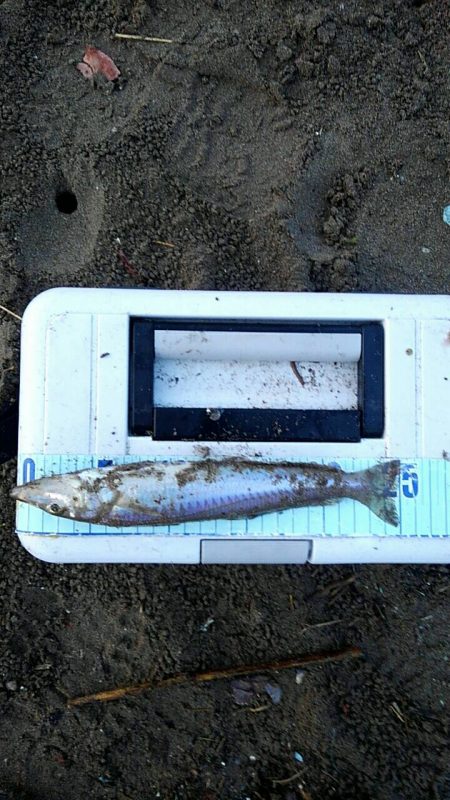 投げ釣りシロギス