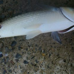 青物とボラを間違えて・・・