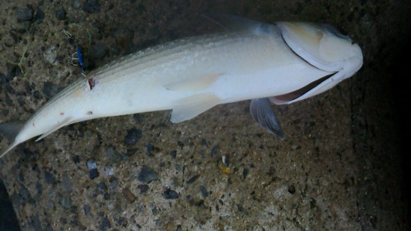 青物とボラを間違えて・・・