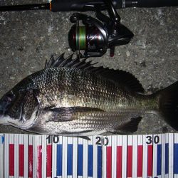 今夜もチニング