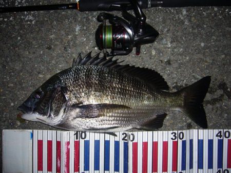 今夜もチニング