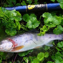 雨上がりの渓谷にて