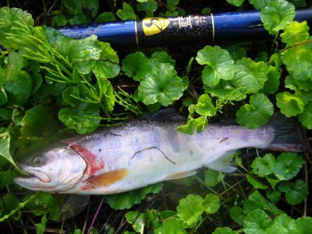 雨上がりの渓谷にて