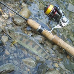 渓流ミノーイング