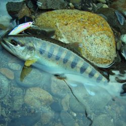 渓流ミノーイング