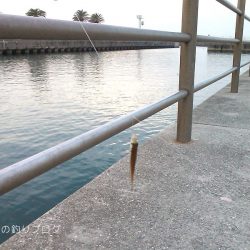 短時間サビキ釣り