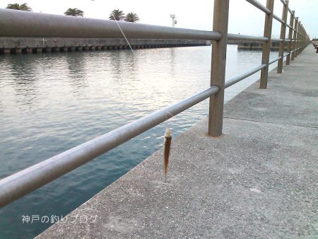 短時間サビキ釣り