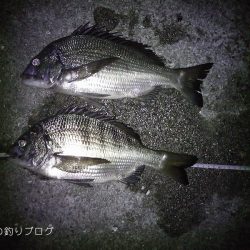 半夜のチヌ狙い