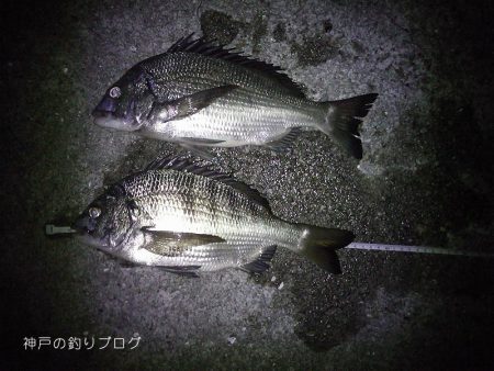 半夜のチヌ狙い