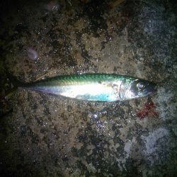 大サバのウキ釣り＆サビキ