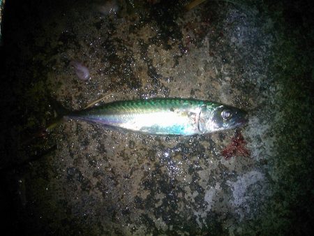 大サバのウキ釣り＆サビキ