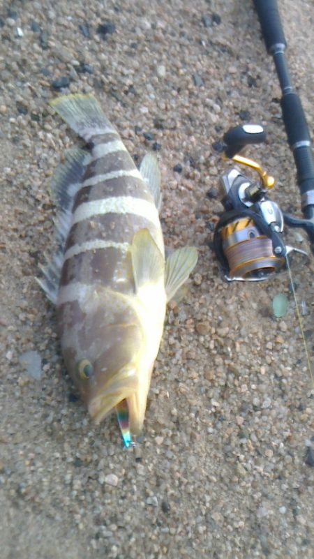 ｱｵﾊﾀの接岸有り