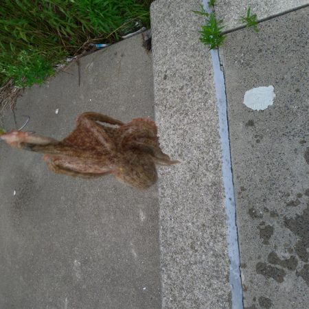 大阪市 夢舞大橋下 タコエギ