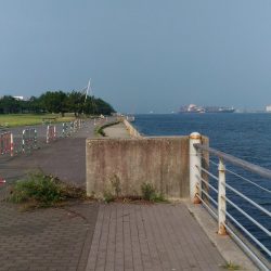 アジが居ない！