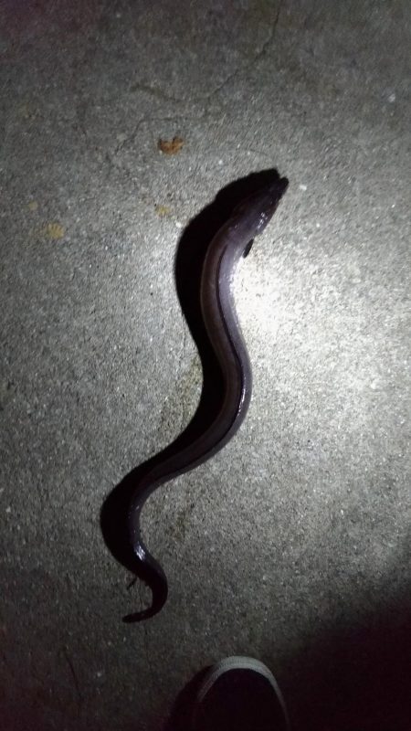 今年初の太刀魚釣り