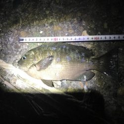 ライトゲーム釣果がありすぎて載せきれません