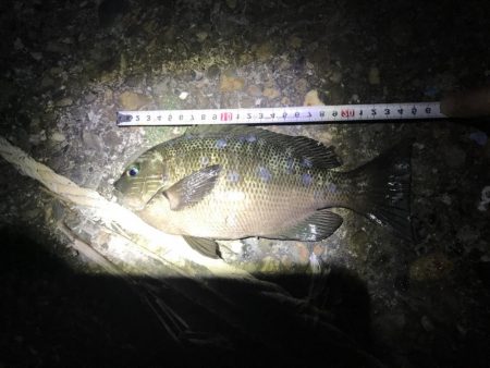 ライトゲーム釣果がありすぎて載せきれません