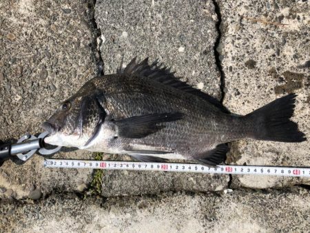 クロダイは簡単に釣れる