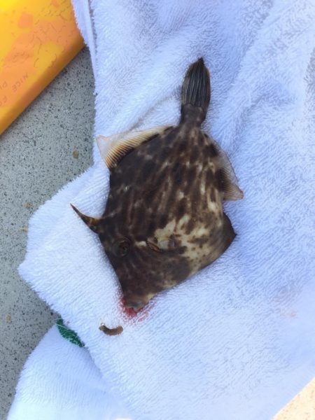 大可賀釣り公園