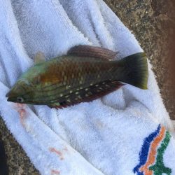 白石の鼻の南海岸にて