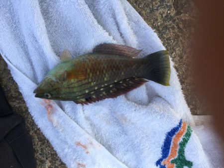 白石の鼻の南海岸にて