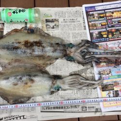 雨だけどアオリイカ釣りに行きました