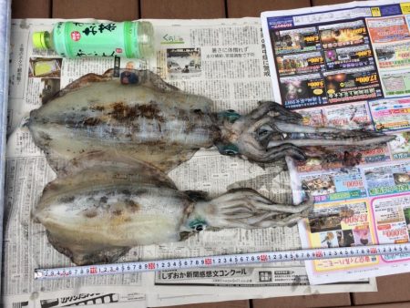 雨だけどアオリイカ釣りに行きました