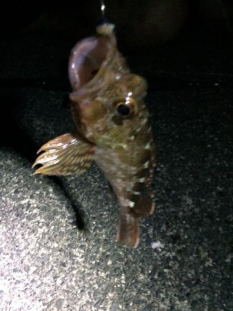 多種の魚が楽しめます