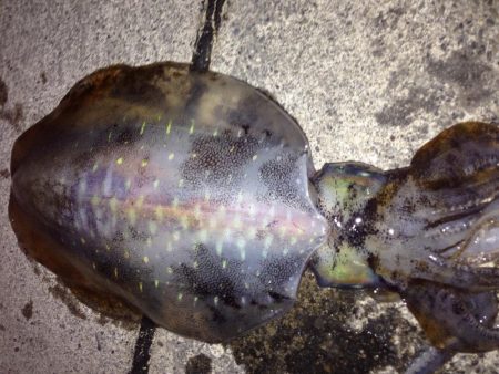 アオリイカまだまだ釣れてます。カサゴはサイ…