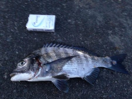 クロダイが多い