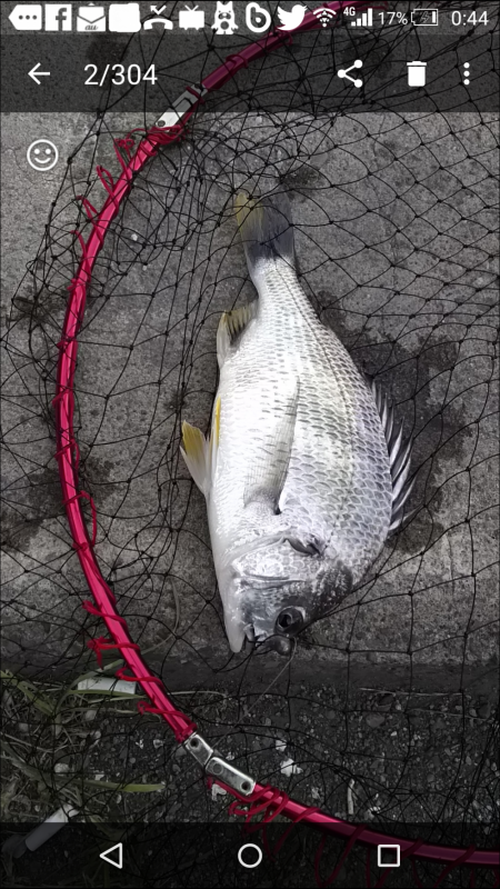 チニングで初のキビレ！