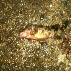 ちょい投げ釣り