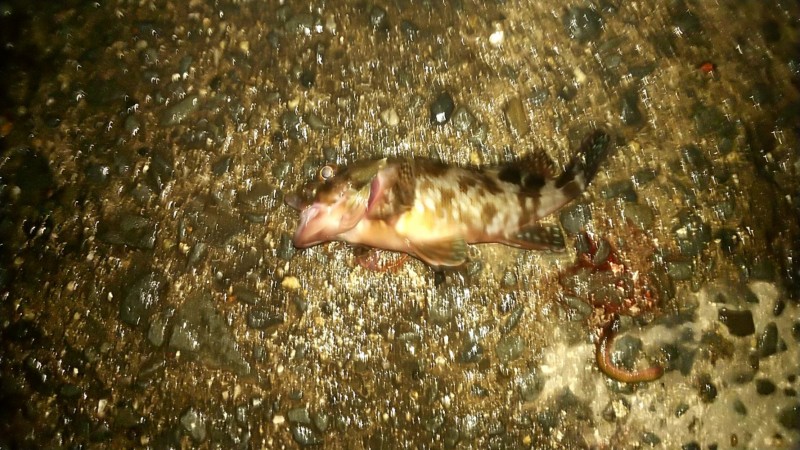 ちょい投げ釣り