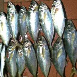 アジングで貝塚～岬町ラン＆ガン。