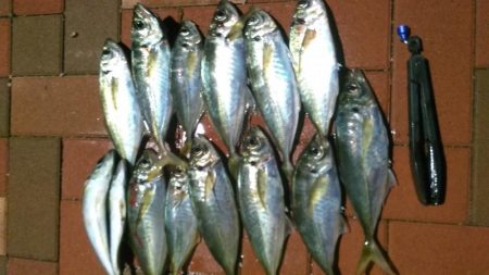 アジングで貝塚～岬町ラン＆ガン。