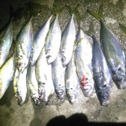 豪雨後のアジ調査